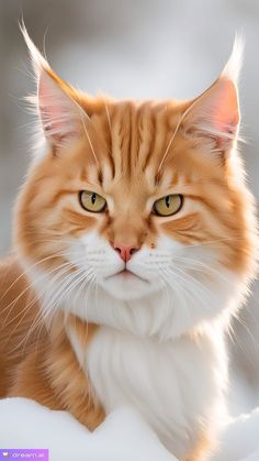 an orange and white cat with yellow eyes sitting in the snow looking at the camera