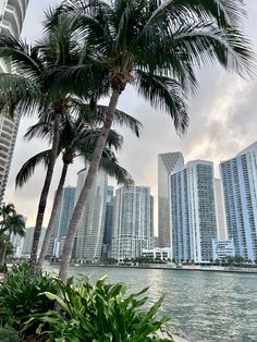 palm trees are in front of the water and high rise buildings on the other side