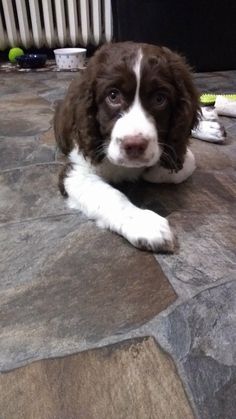 a brown and white dog laying on top of a stone floor