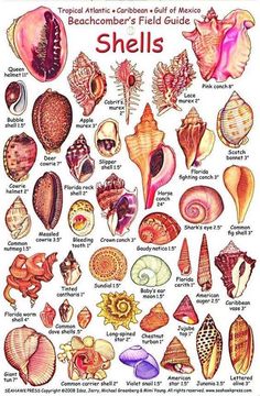 a poster with different types of shells on it's sides and the names of them