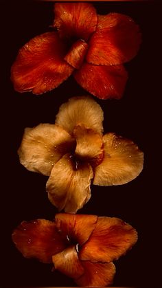 three orange flowers with drops of water on them in front of a black background,