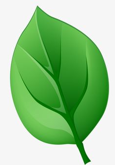 a green leaf on a white background is shown in this image, it appears to be an illustration