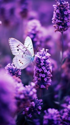 a white butterfly sitting on top of purple flowers