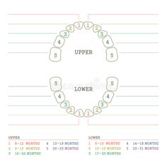 Tooth chart, human teeth stock vector. Illustration of diagram - 53698960 Baby Teeth Chart, Teeth Eruption Chart, Dental Illustration, Teeth Eruption, Teeth Illustration