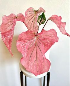 a pink plant sitting on top of a white chair next to a wall and floor