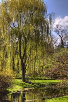 a person sitting under a tree next to a body of water