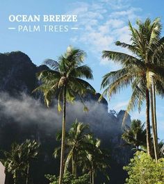 palm trees in front of a mountain with the words ocean breeze palm trees on it