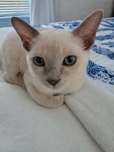 a siamese cat with blue eyes laying on a white bedspread looking at the camera