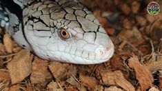 a close up of a snake on the ground with dry leaves around it's head