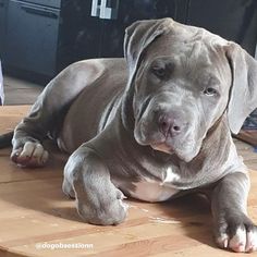 a large gray dog laying on top of a wooden floor