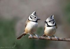 two small birds sitting on top of a wooden branch