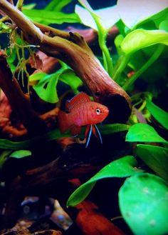 a small red fish in an aquarium with green plants and rocks on the bottom floor