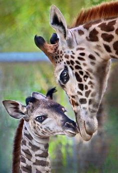 two giraffes are standing next to each other