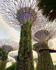 some very tall trees with plants growing on them in the middle of a park area