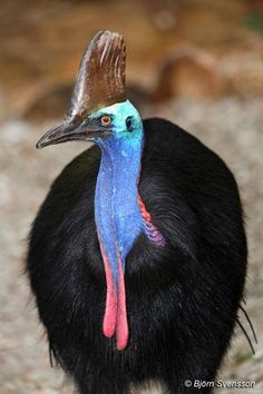 a close up of a bird with a long neck