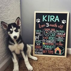 a black and white husky dog sitting next to a chalkboard with information on it