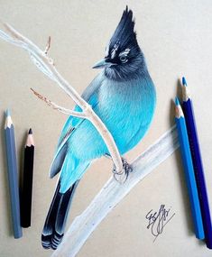 a blue bird sitting on top of a tree branch next to pencils and markers