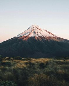 a snow covered mountain in the distance with tall grass and bushes on the foreground