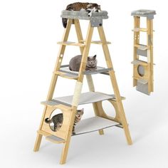 two cats are sitting on top of a cat tree and one is standing on the ladder