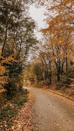 an empty road surrounded by trees and leaves