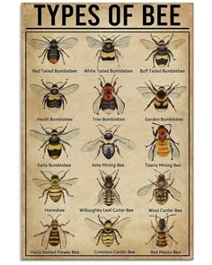 the different types of bees on an old parchment paper with black and white text that says,