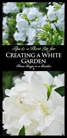 white flowers with the words tips to plant for creating a white garden