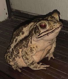 a frog sitting on top of a wooden floor