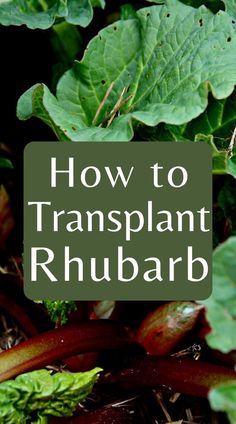 the words how to transplant rhubarb in front of green leaves and brown stems