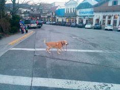 a dog is walking across the street with a leash in it's mouth that says, i couldn't wait any longer