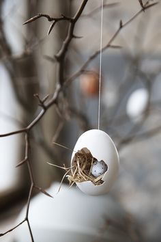 a bird nest hanging from a tree branch with two eggs in it's nest