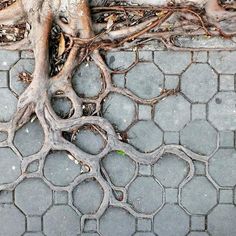 the tree roots are growing on the sidewalk