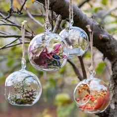 four glass ornaments hanging from a tree branch