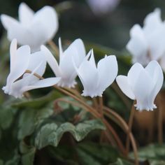 white flowers with green leaves in the background