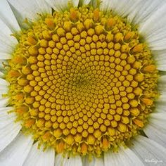 the center of a white and yellow flower