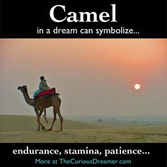 In a dream, a camel can symbolize...   More at TheCuriousDreamer.   #DreamMeaning #DreamSymbol Healthy Book, The Mind's Eye, Dream Lover, Working Mom Tips