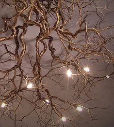 a tree branch with lights hanging from it's branches