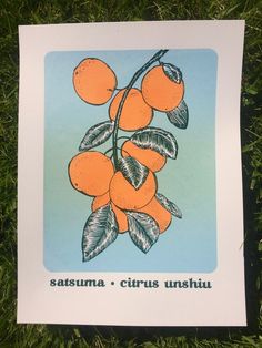 an orange tree branch with leaves and the words saturna - citrus unshata written on it