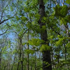 a forest filled with lots of green trees