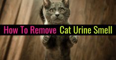 a cat standing on its hind legs with the words how to remove cat urine smell