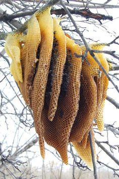 honeycombs hanging from a tree branch in winter