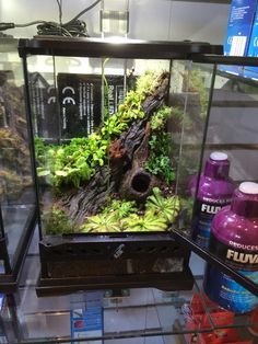 a fish tank filled with plants and water inside of a store display case in front of other items