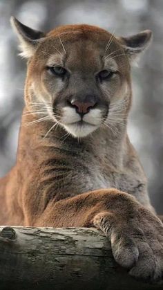 a close up of a mountain lion on a log