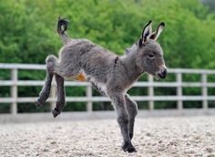 a small gray donkey standing on top of a dirt field