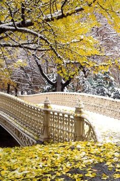 a white bridge surrounded by yellow leaves and trees