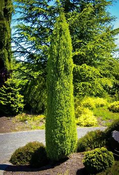 a very tall green tree sitting in the middle of a park next to a road