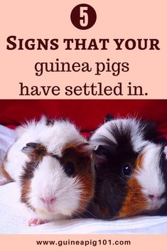 two guinea pigs laying next to each other with the caption saying signs that your guinea pigs have settled in