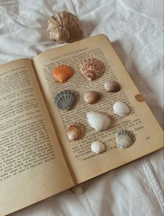 an open book with sea shells on it