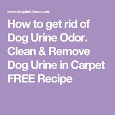 how to get rid of dog urine odor clean & remove dog urine in carpet free recipe