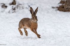 a brown rabbit running in the snow