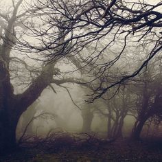 trees in the fog with no leaves on them